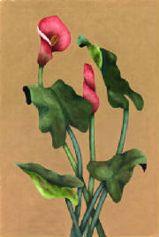 Floral/CallaDuo.jpg