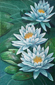 Floral/Waterlily.jpg